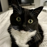 Entry image for Oliver