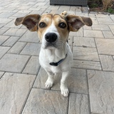 Entry image for Charlie