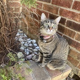 Entry image for Emmie