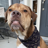 Entry image for Hutch