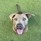 Entry image for Ellie