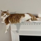 Entry image for Leia