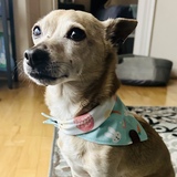 Entry image for Petey