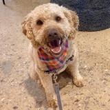 Entry image for Teddy Graham 