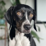 Entry image for Opal