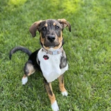 Entry image for Hazel