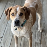 Entry image for Stitch