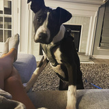 Entry image for Monti