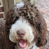 Entry image for Samson