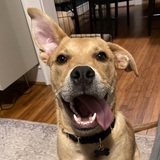 Entry image for Willow