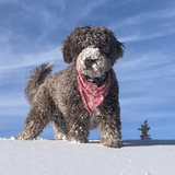 Entry image for Maggie