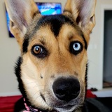 Entry image for Piper 