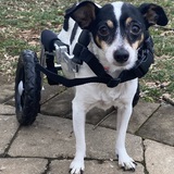 Entry image for Mrs. Maisel