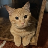 Entry image for Griddy