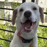 Entry image for Freddie Spaghetti