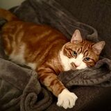 Entry image for Angus 