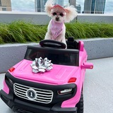 Entry image for Cookie