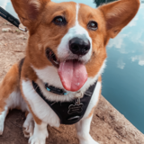 Entry image for Tobi