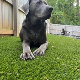 Entry image for Arlo