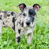 Entry image for Oliver