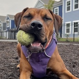 Entry image for Ember