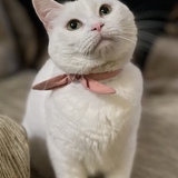 Entry image for Suki