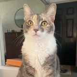 Entry image for Rosie