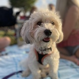 Entry image for Rambo