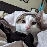 Entry image for Odin