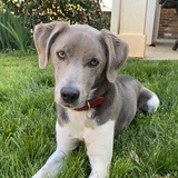 Entry image for Blue