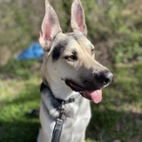 Entry image for Draco