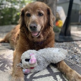 Entry image for Snickers