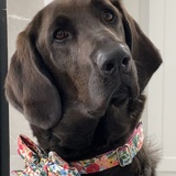 Entry image for Orla