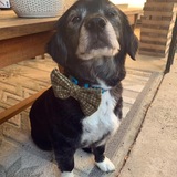 Entry image for Cooper