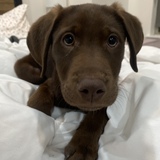 Entry image for Oscar 