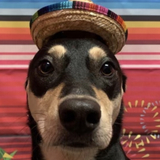 Entry image for Maple