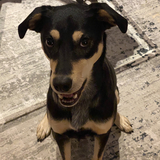 Entry image for Maple