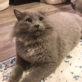 Entry image for Baloo