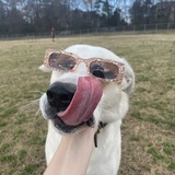 Entry image for Ollie