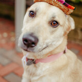 Entry image for Kona