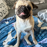 Entry image for Pebbles