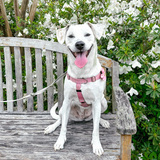 Entry image for Emmie