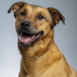 Entry image for Hank