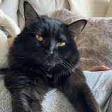 Entry image for Mika