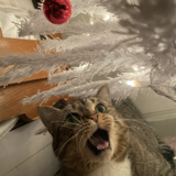 Entry image for Lilly