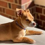 Entry image for Hazelnut 