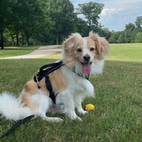 Entry image for Aloe 