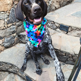 Entry image for Willow