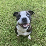 Entry image for Indi