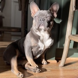 Entry image for Baloo